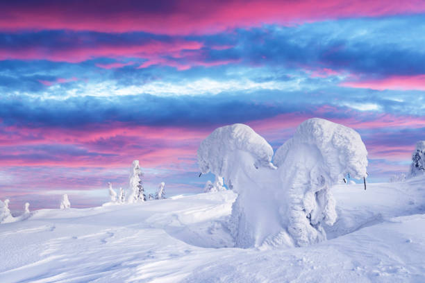 Fantastic winter landscape with snowy trees and sunrise pink sky. Lapland, Finland, Europe. Christmas holiday concept