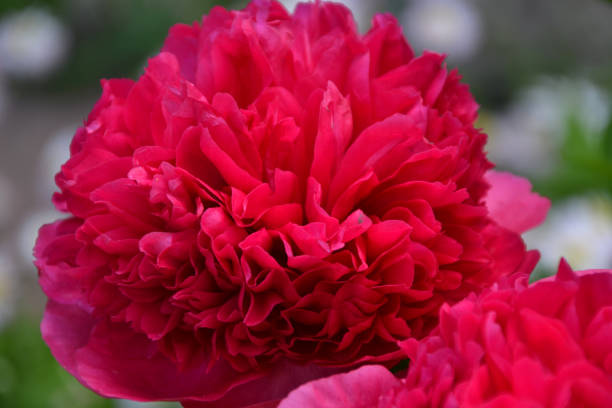 istock peony Command Performance, double bomb-shaped flowers with heavenly-angelic red-raspberry color 2172498793