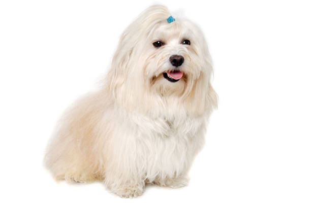 istock Happe Coton De Tulear dog sitting on a clean white background 2172498941