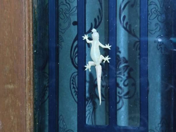 istock a white gecko stuck to the window glass 2172499086