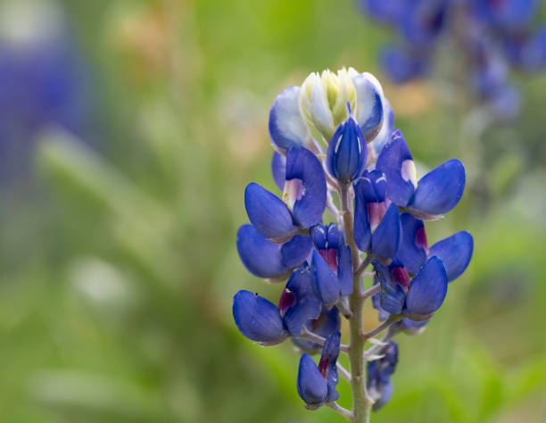 istock Close Up of a Texas Bluebonnet 2172499256