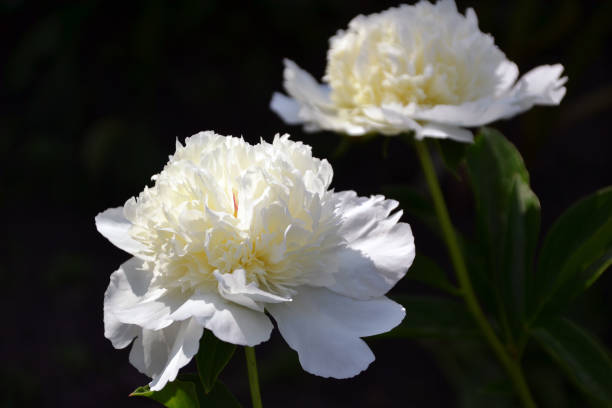 istock peony Lancaster Imp, white, white-cream, macro, close-up 2172499765