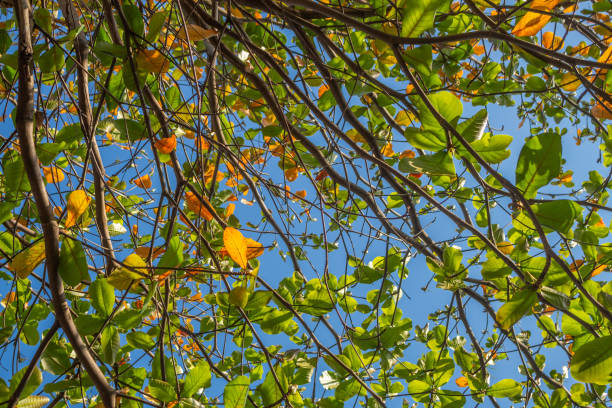 The leaves of the ketapang tree are green and yellow with a bright blue sky background, the ketapang tree is also known as country almond, Indian almond, Malabar almond, sea almond, tropical almond, beach almond and false kamani.