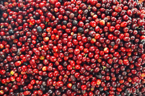 istock close up of fresh coffee beans 2172501446