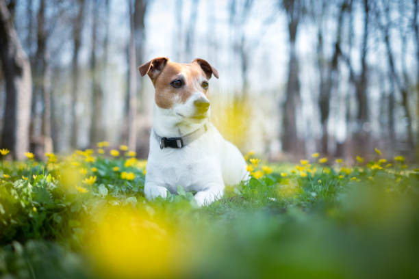 istock Jack russel terrier on flowers meadow 2172502539