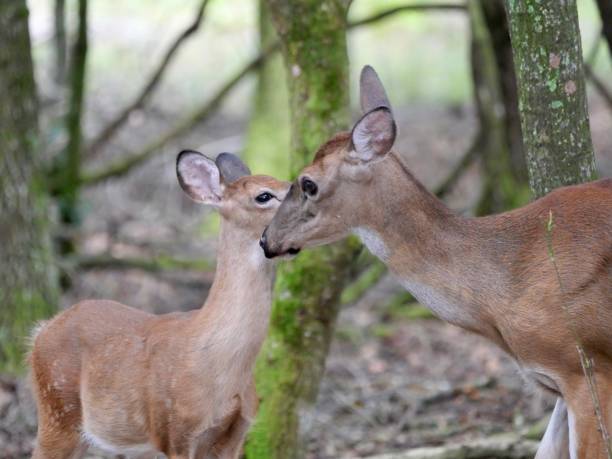 istock Doe and fawn 2172503993
