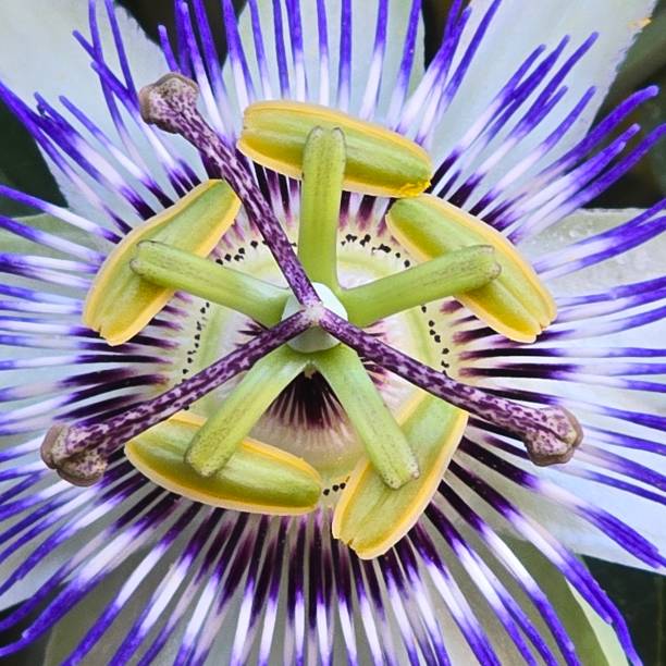 istock Passion fruit flower close up 2172505245
