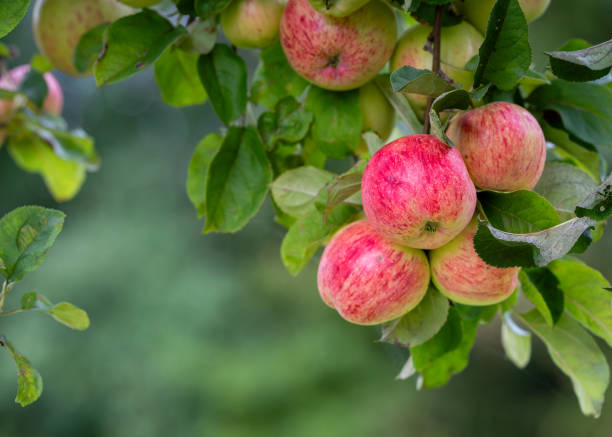 istock Fresh apples from the orchard. Healthy to eat. 2172505625