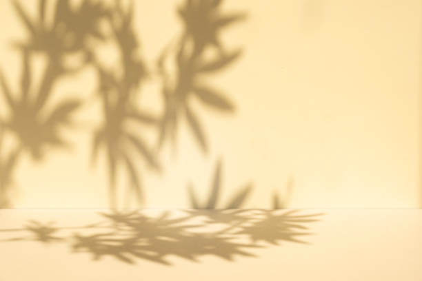 istock Studio style background wall decoration presentation uses white and beige tones. with shadows cast from a nearby window, concept creating a decorative 2172510060