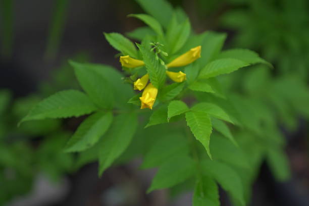 istock yellow elder flowers in full bloom 2172513022