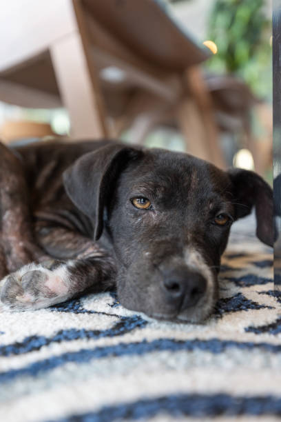 istock Dog lying on carpet and relaxing in cafe 2172513107