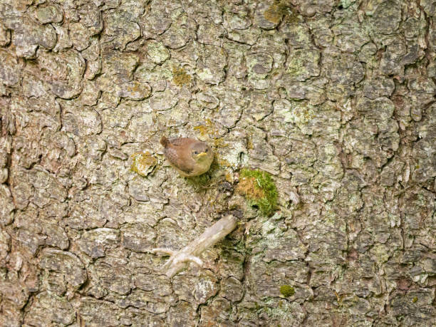 istock A Eurasian Wren sitting on a tree trunk 2172514598
