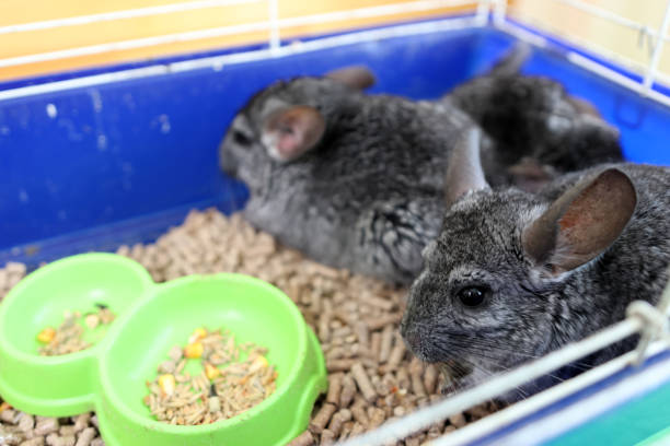 istock People care for and play with chinchillas. 2172514844