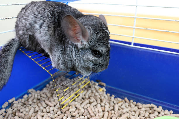 istock People care for and play with chinchillas. 2172514845