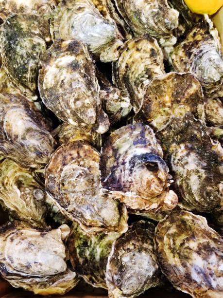 istock FRANCE Mediterranean Sea TARBOURIECH 
OYSTER SPECIAL 2172516936