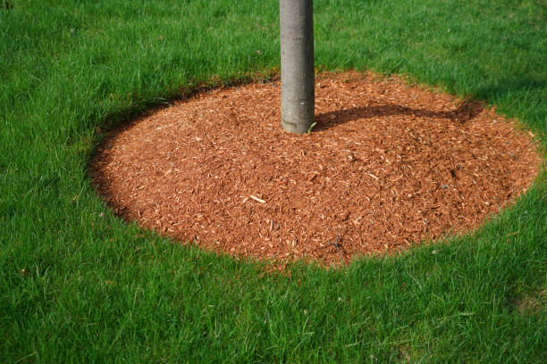 mulch on tree bottom in spring green lawn