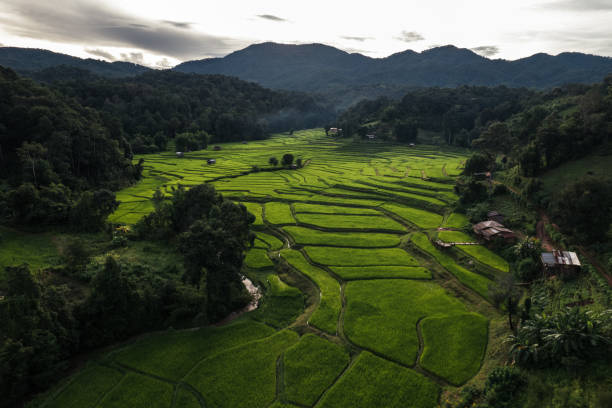 istock Rice field aerial view In the evening 2172517814