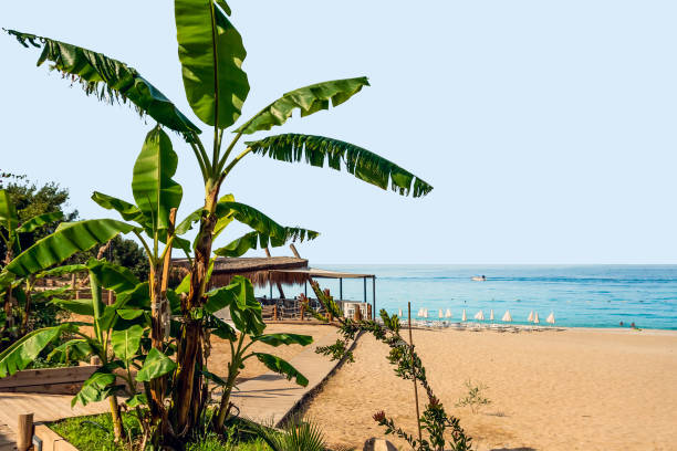A view of a seaside beach with sun loungers and bars along the coastline.