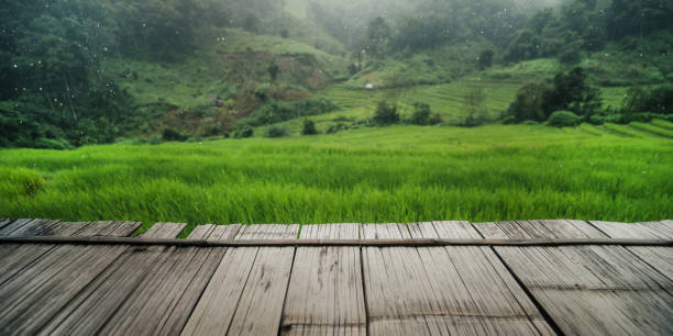 Rice field view from balcony, nature background,View of rice fields from the balcony