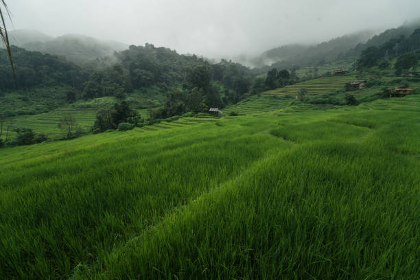 istock Dark green rice field landscape on a rainy day 2172521052