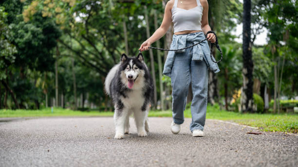 istock A woman is training her dog while walking it on a leash in a green park. 2172524139