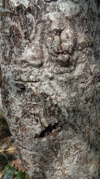 istock Texture of a tree skin 2172524213