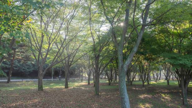 istock A beautiful morning in the forest with light shining down 2172524660