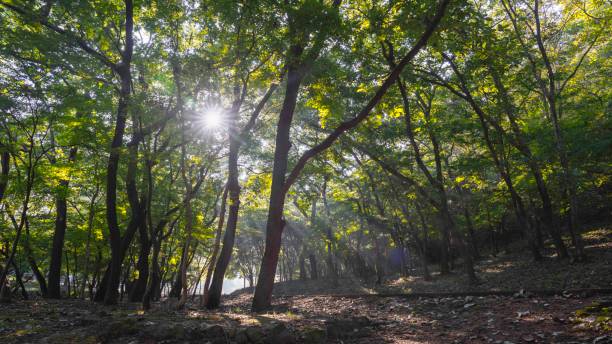 istock A beautiful morning in the forest with light shining down 2172524675