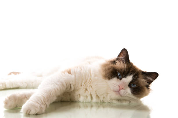 istock Beautiful young healthy Ragdoll cat on a white background. 2172524847