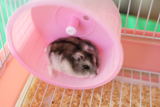 istock People look after and play with the hamster. 2172525306