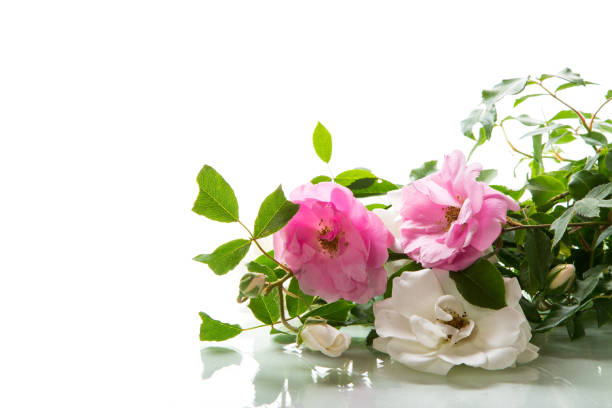 Close-up of a pink rose with dewdrops
