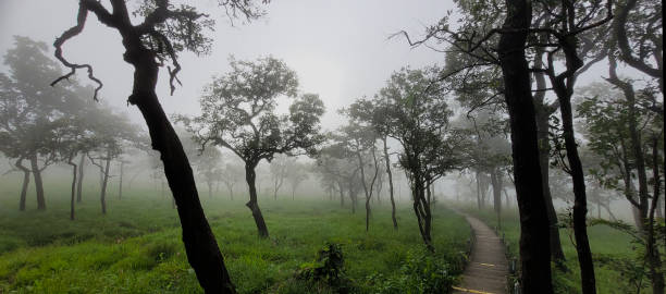 istock Foggy in the forest 2172527571