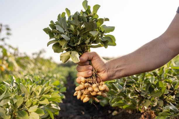 A farmer holding freshly harvested peanuts with roots in a field