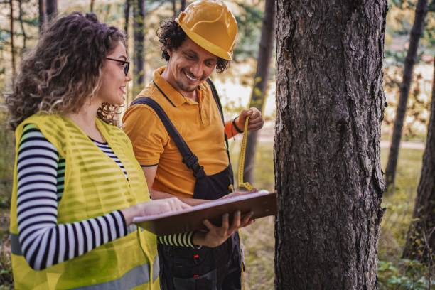 istock Two forest workers collaborate on a tree measurement project in a vibrant green woodland on a sunny day 2172529677