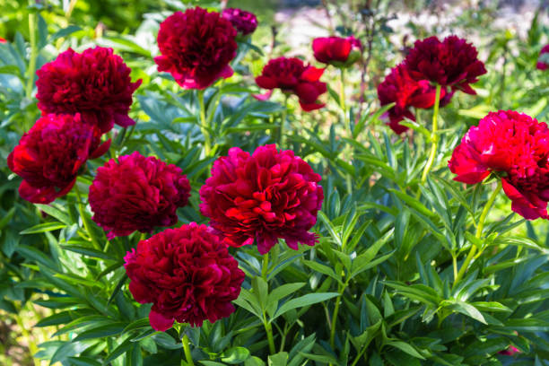 istock Red Peony albiflora. Paeonia officinalis Command Performance in the garden 2172530737