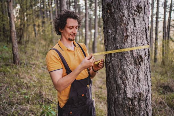 istock Measuring the growth of a tree in a peaceful forest during a sunny afternoon 2172530791