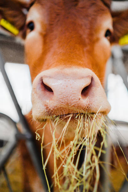 istock Cow Eats Hay with a Wet Nose 2172531420