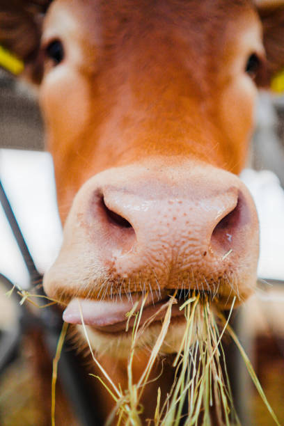 istock Cow Snout and Tongue Eating Hay 2172531421