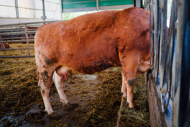 istock Cow Standing in the Barn in Manure 2172531539