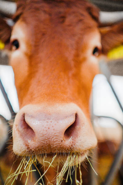 istock Cow Snout Eating Hay Close Up 2172531540