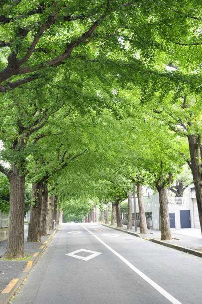 istock Streets of Denenchofu 2172531626