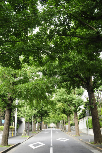 istock Streets of Denenchofu 2172531630