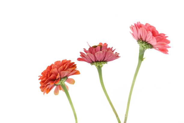 istock Flowers Zinnia isolated on white background. 2172533155