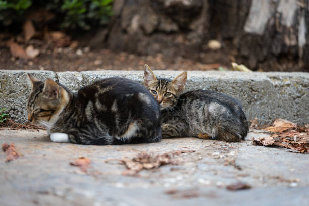istock Two stray cats are lying on the street. 2172535357