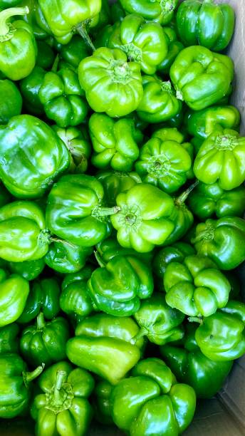 Beautiful Fresh Green Capsicum, Capsicums are known for their spicy flavor.