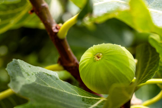the ripe green figs on a branch after rain