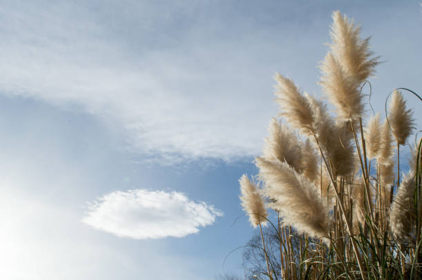 Pampas Grass is an invasive exotic plant; its possession and marketing are prohibited in France.
