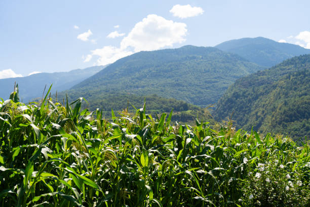 Vibrant cornfield under a bright blue sky with a stunning view of green mountains in the background, capturing the beauty of rural agriculture