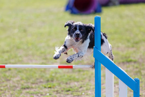 istock Cute spaniel jumping over the hurdle on its course in dog agility event 2172539440