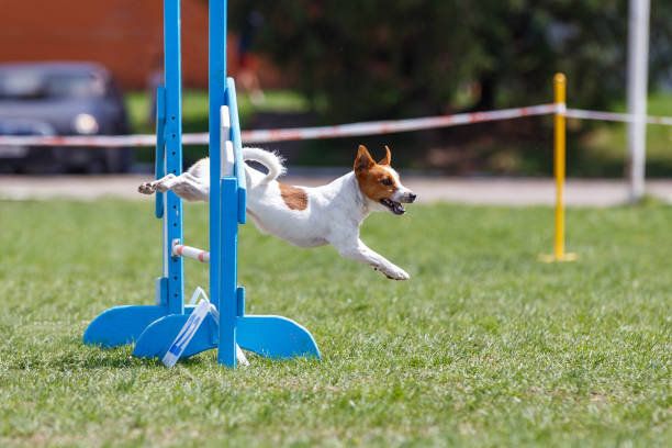 A small dog jumps over hurdles in an agility contest at a park, surrounded by colorful equipment and spectators.